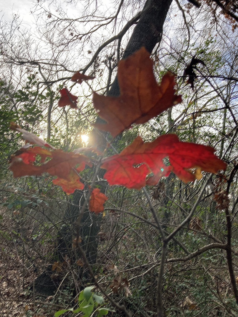 Red leaves + rough pastel filter.jpg