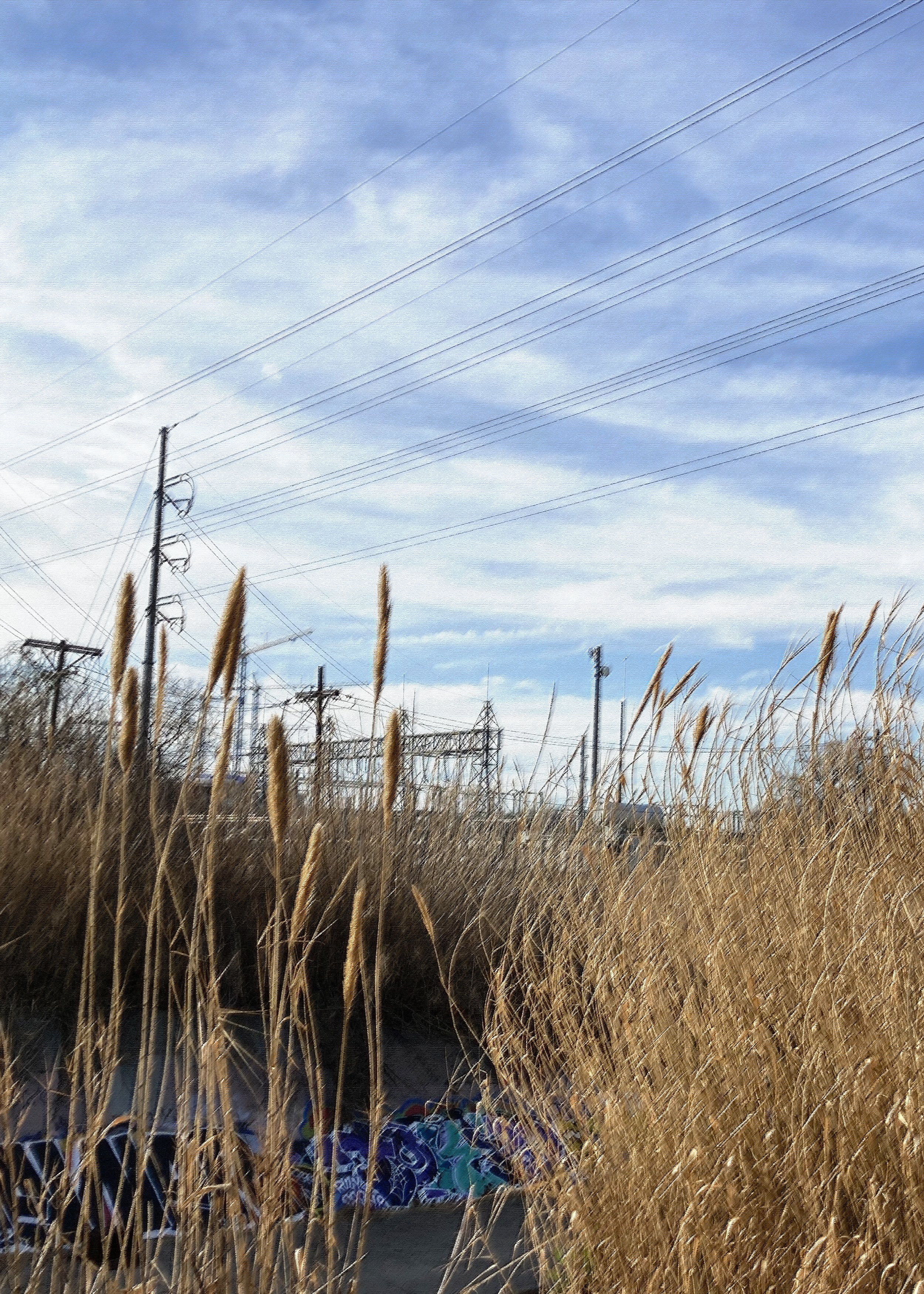 Reeds + sky + rough pastel filter.jpg