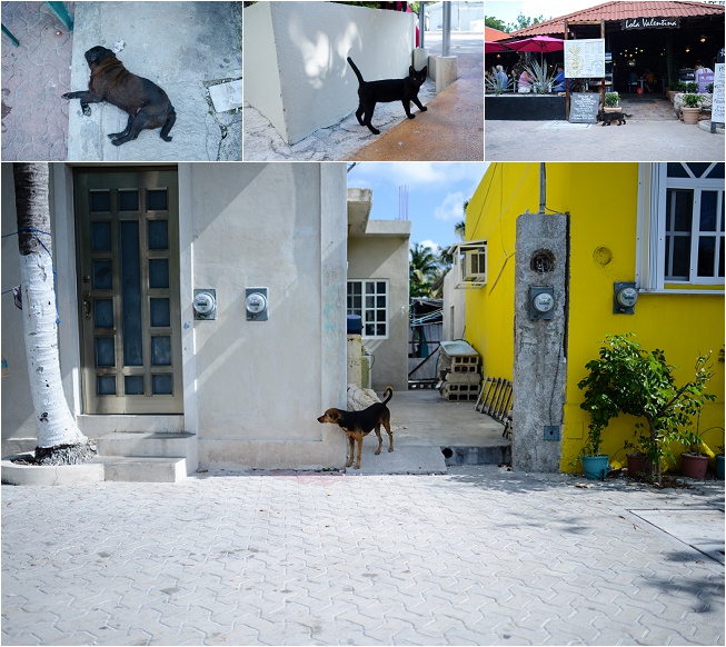 los perros y los gatos were everywhere! Very friendly and though we weren't supposed to feed them they definitely enjoyed a churro or two.