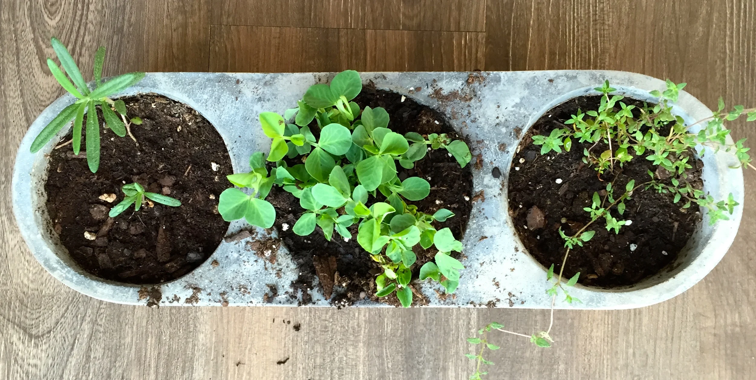 Rosemary, Sugar Snap Peas, Thyme