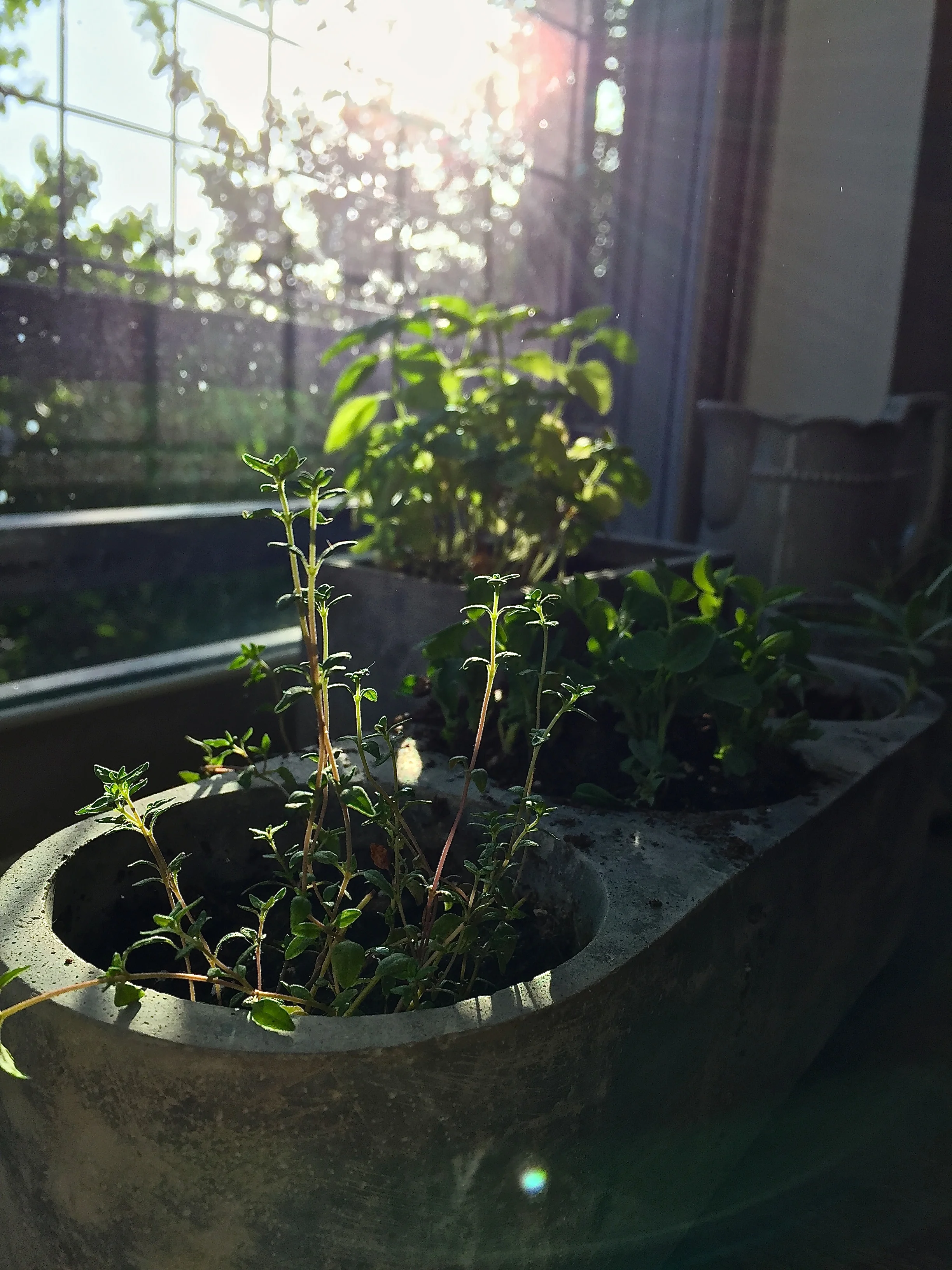 Close up of thyme