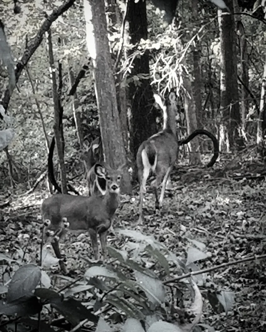 Deer outside my cottage on my compound land yesterday afternoon. 