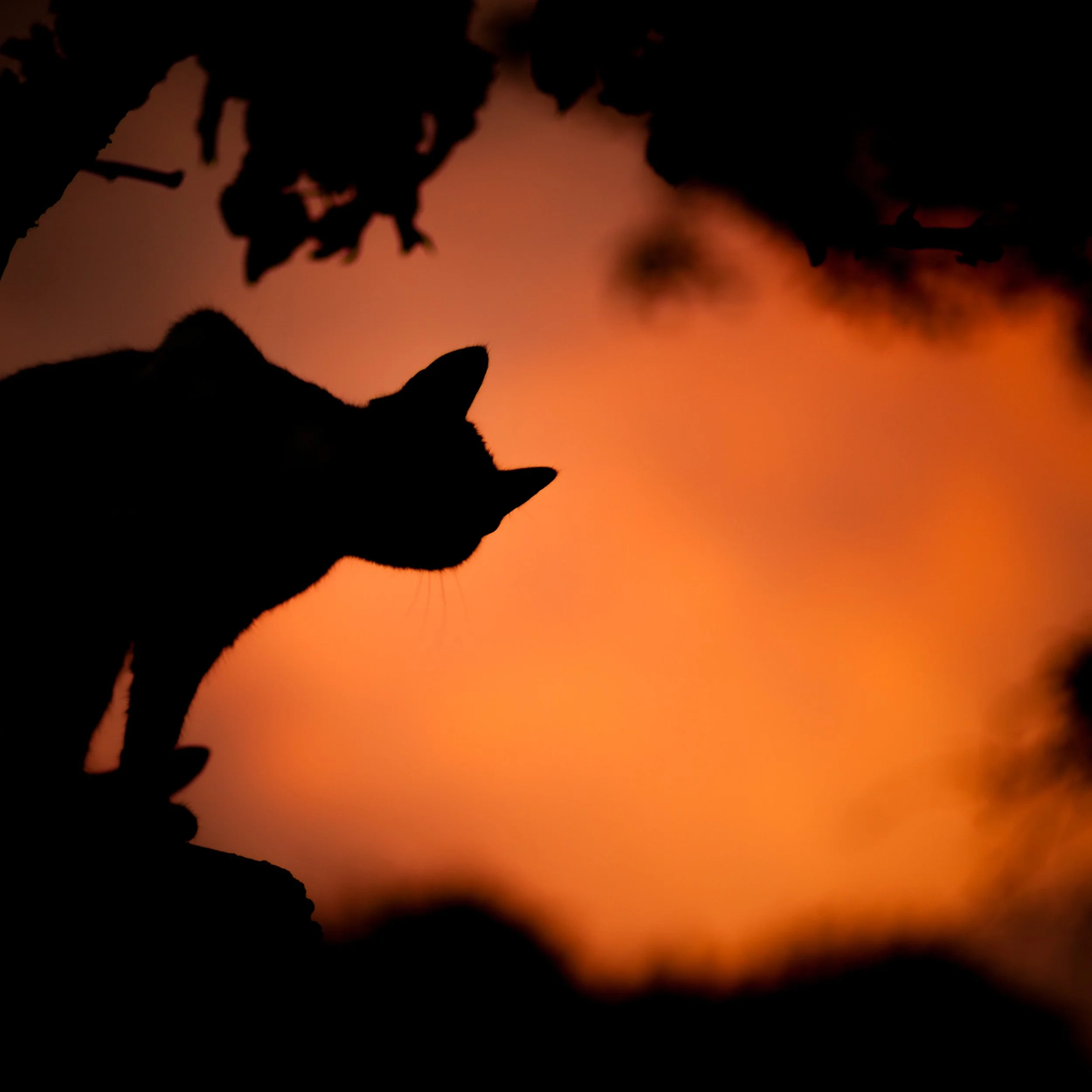 cat on orange background.jpeg