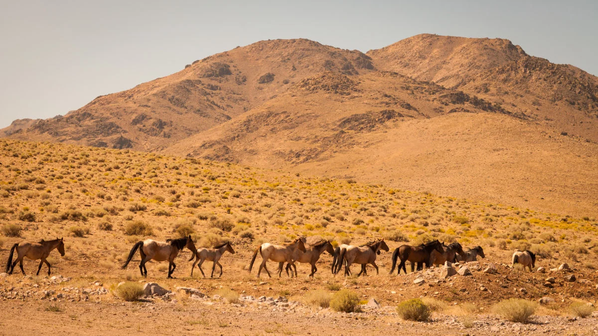 Nevada