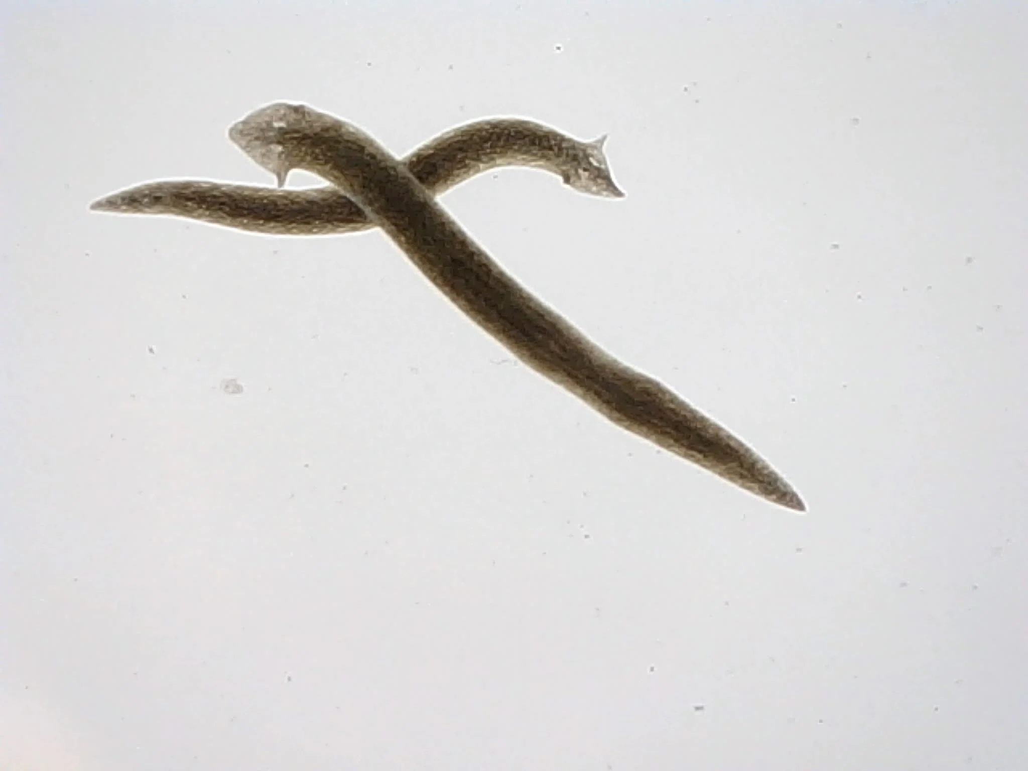 07_Ailes_Elena.jpg