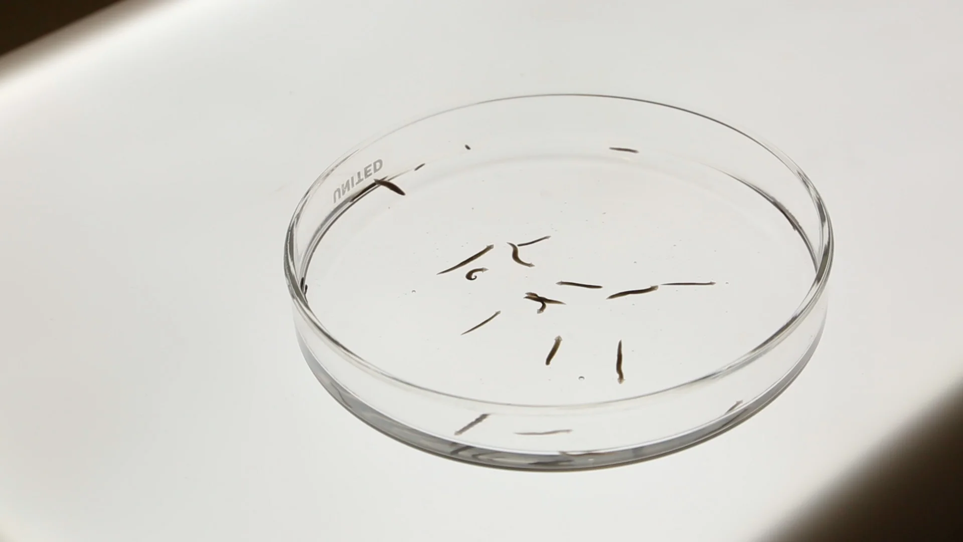 planaria_01.jpg