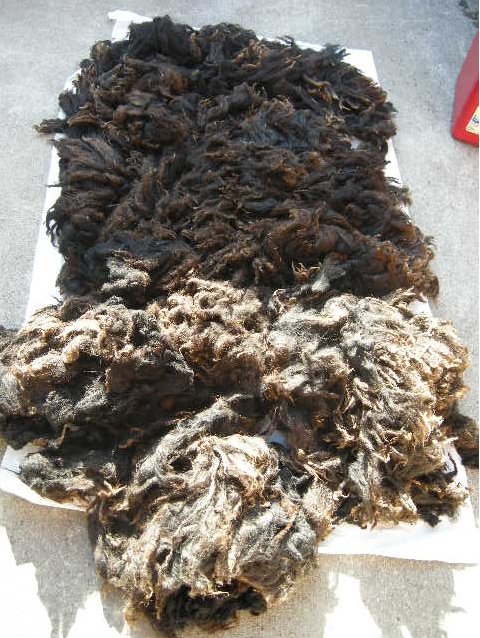 Don't be fooled by the sun-bleached tips (those come off in the processing) - this baby is blacker than night. Sally Bill Special Fleece, Island Fibers , Lopez Island, WA
