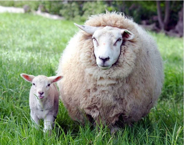 Mothers Day.jpg