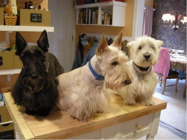 from left: Paisley, Bailey and Barclay on the kitchen island.