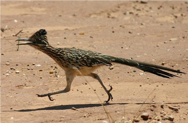 American Roadruner (The bird, no the cartoon)