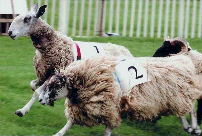 Yes, my friends, some people actually do race their sheep...