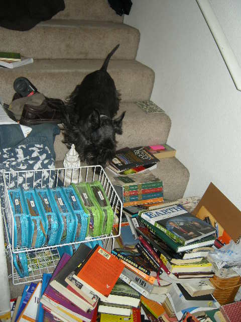 Paisley got trapped behind the Literary Barricade for a time. Book Pile = Tall. Scottish Terrier Inseam = Short. FYI - the wire rack (upper right) holds my circular needle containment system. It's the only organized thing in my life: each size has its own zippered case, sorted by diameter, in mm. Hear me Roar. Then ask me to remember what my zip code is.