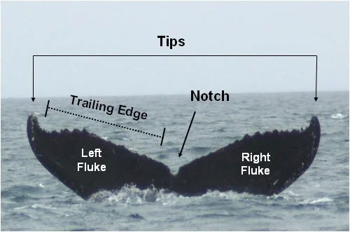 fluke.jpg