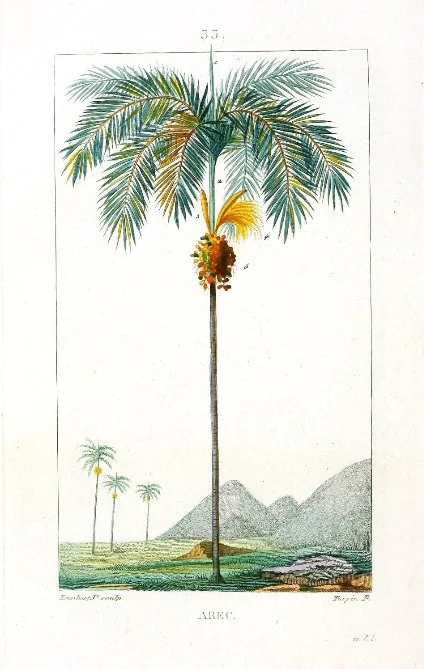 Palm.jpg