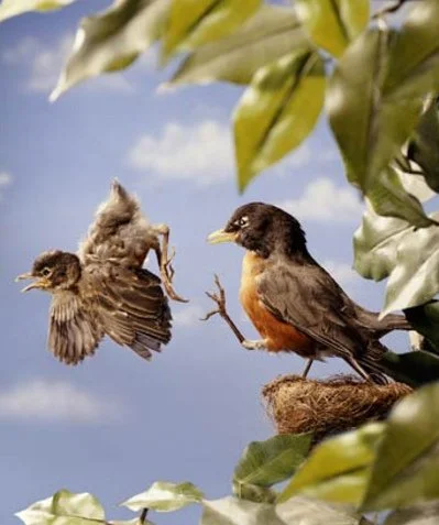 Birds.jpg