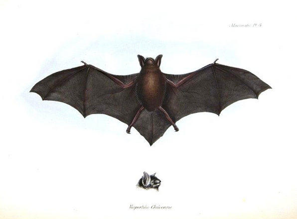 Charles Darwin, Zoology of the Voyage of the H.M.S. Beagle (London, 1838-1843). F8.1.