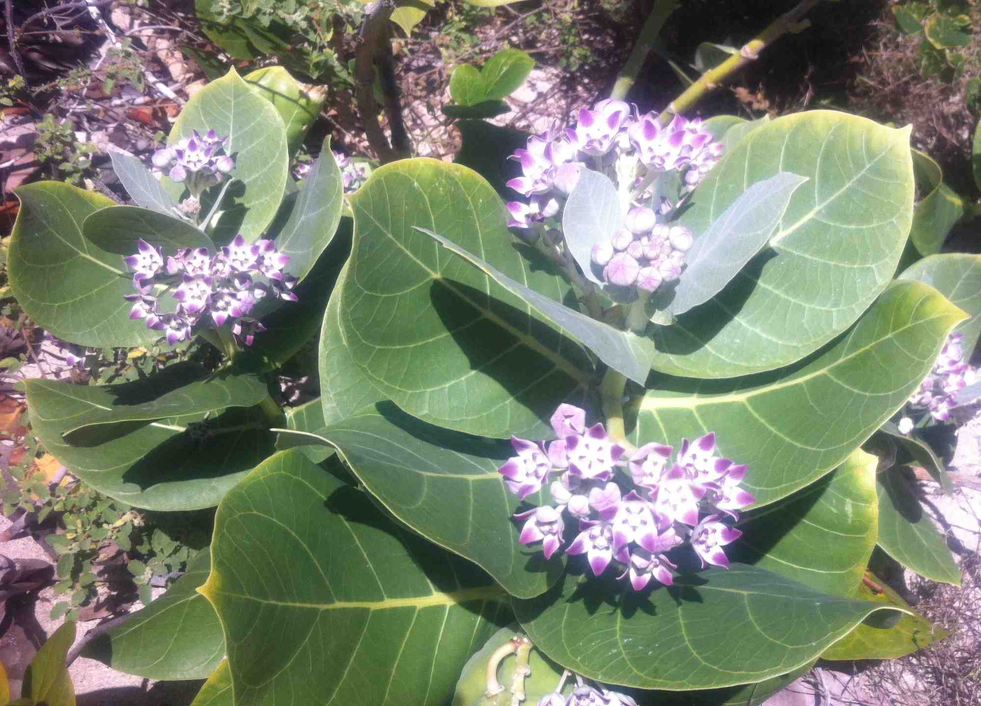 purple flower.jpg
