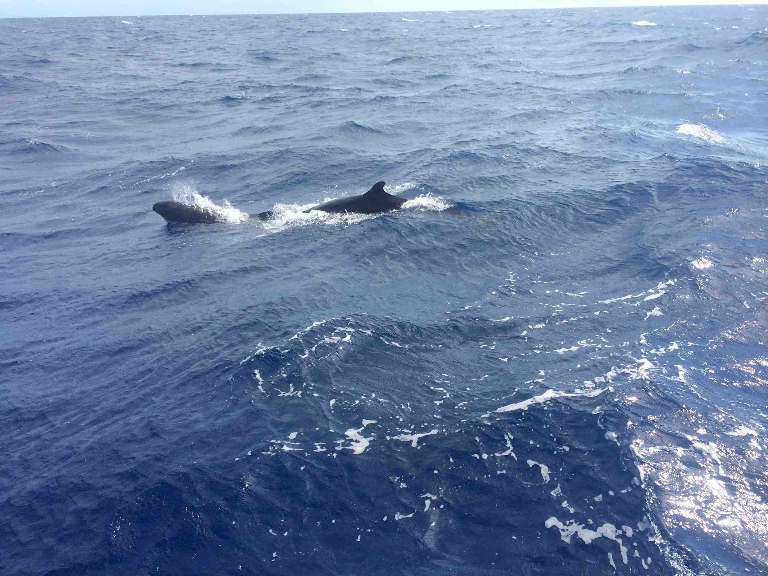 Dolphins 1.jpg