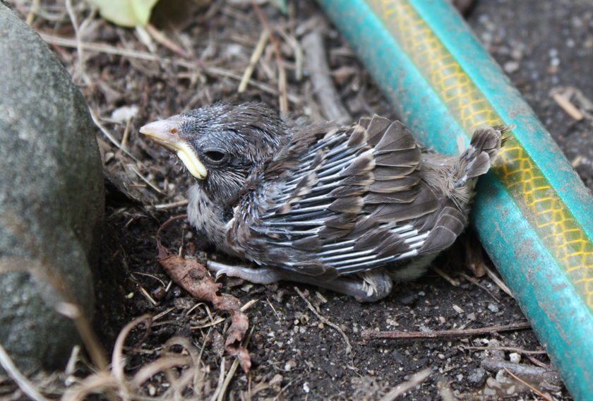 Dopplegänger of the bird I encountered photo by Christen Goguen for thewildlife.wbur.org