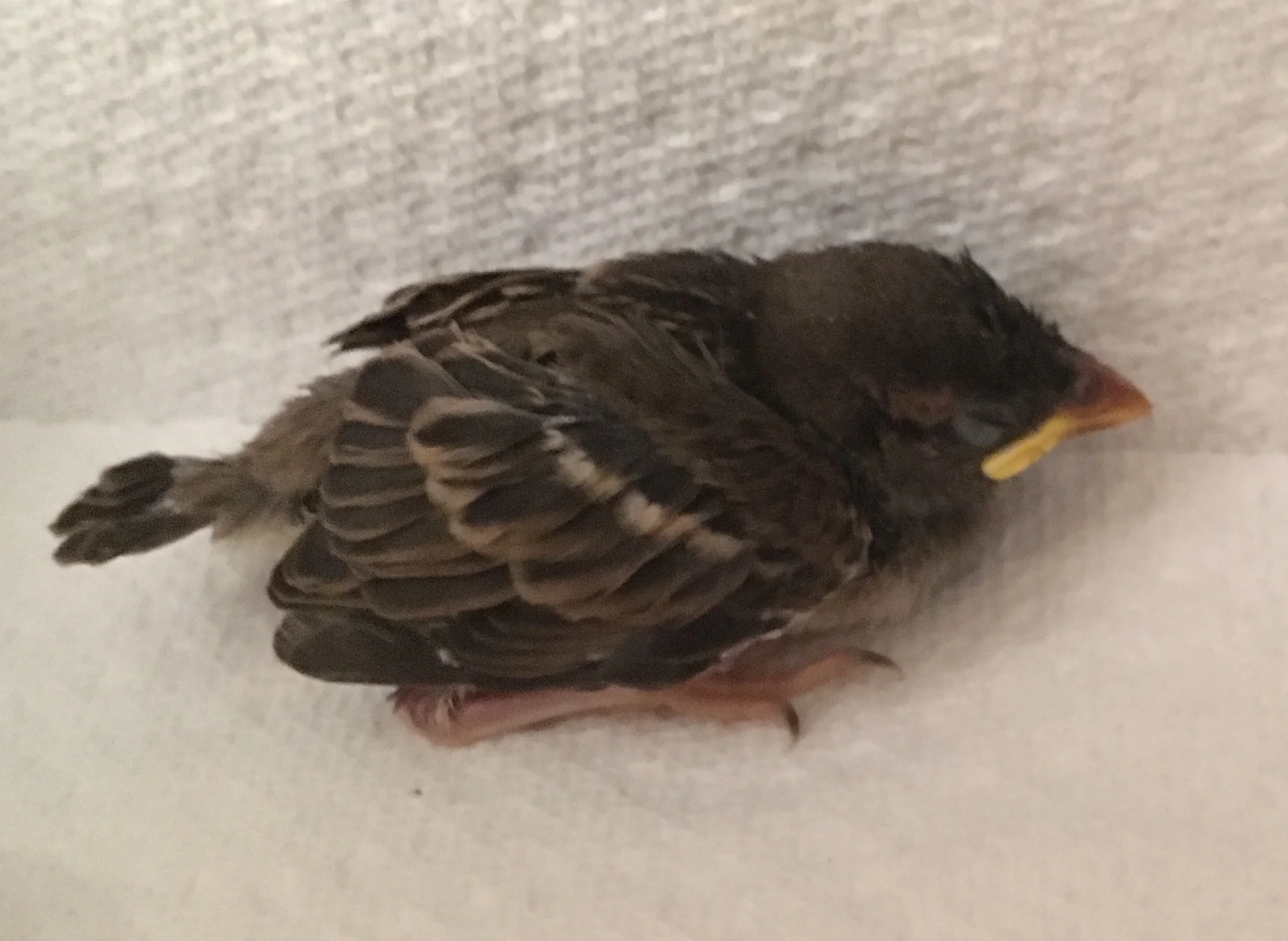 The bird we took home