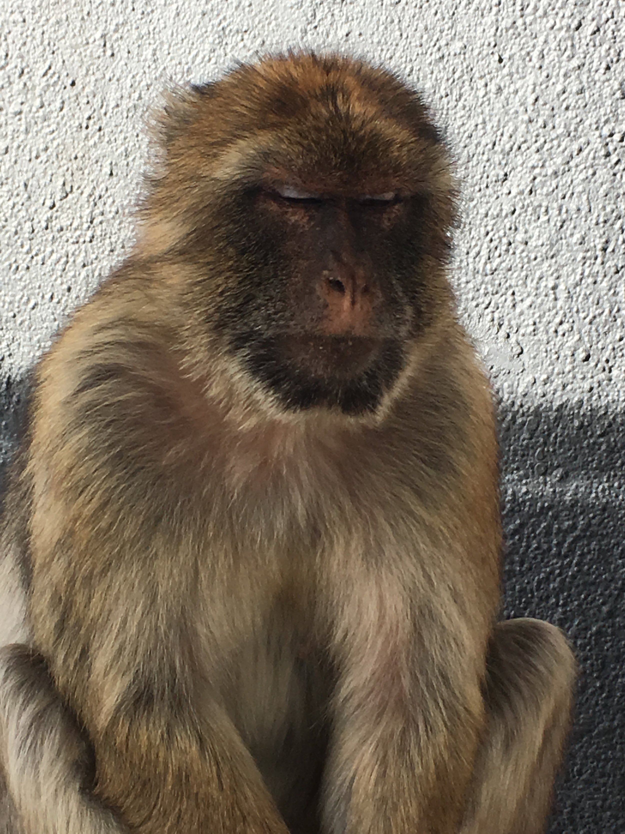 Cheeky monkey.jpg