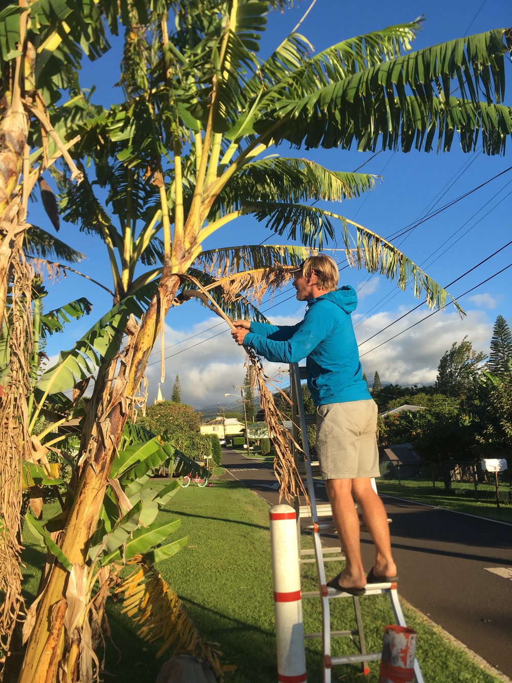 Gardening the banana trees. Each true produces exactly one bunch of bananas. The tree is cut down to get the bananas. Another tree then grows up in its place.