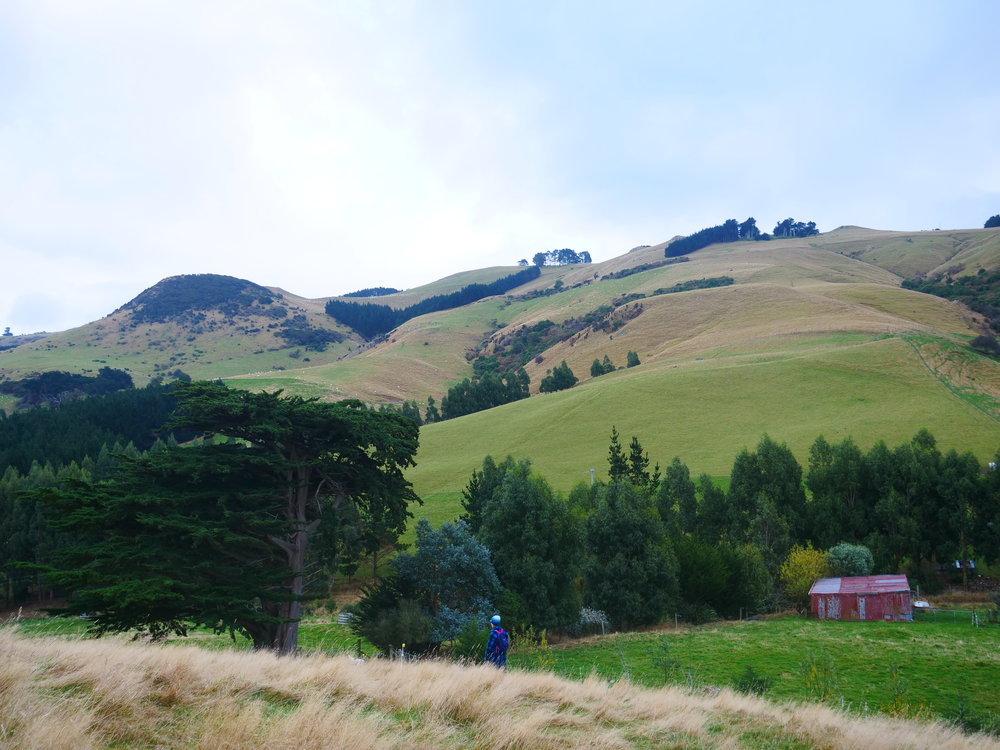 Walking the sheep’s feeding paddocks.