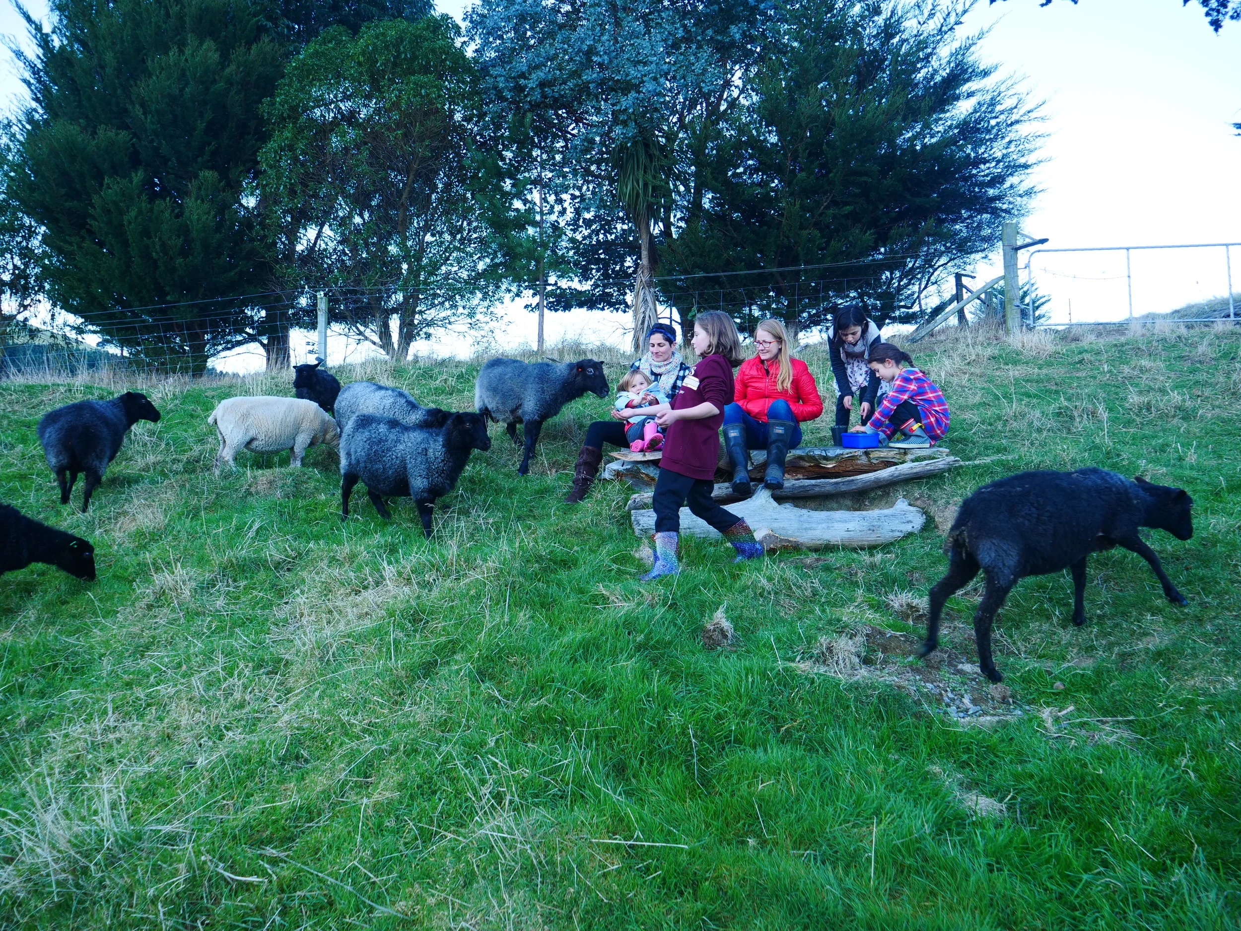 Feeding nuts to the sheep.