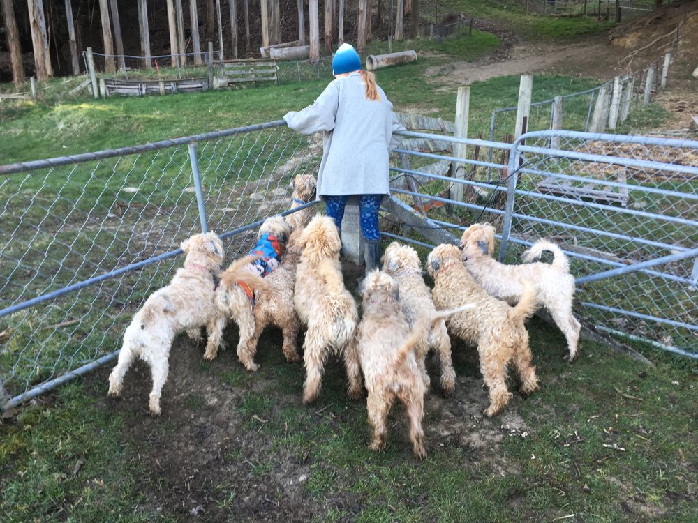 Most of the dogs, on their morning walk