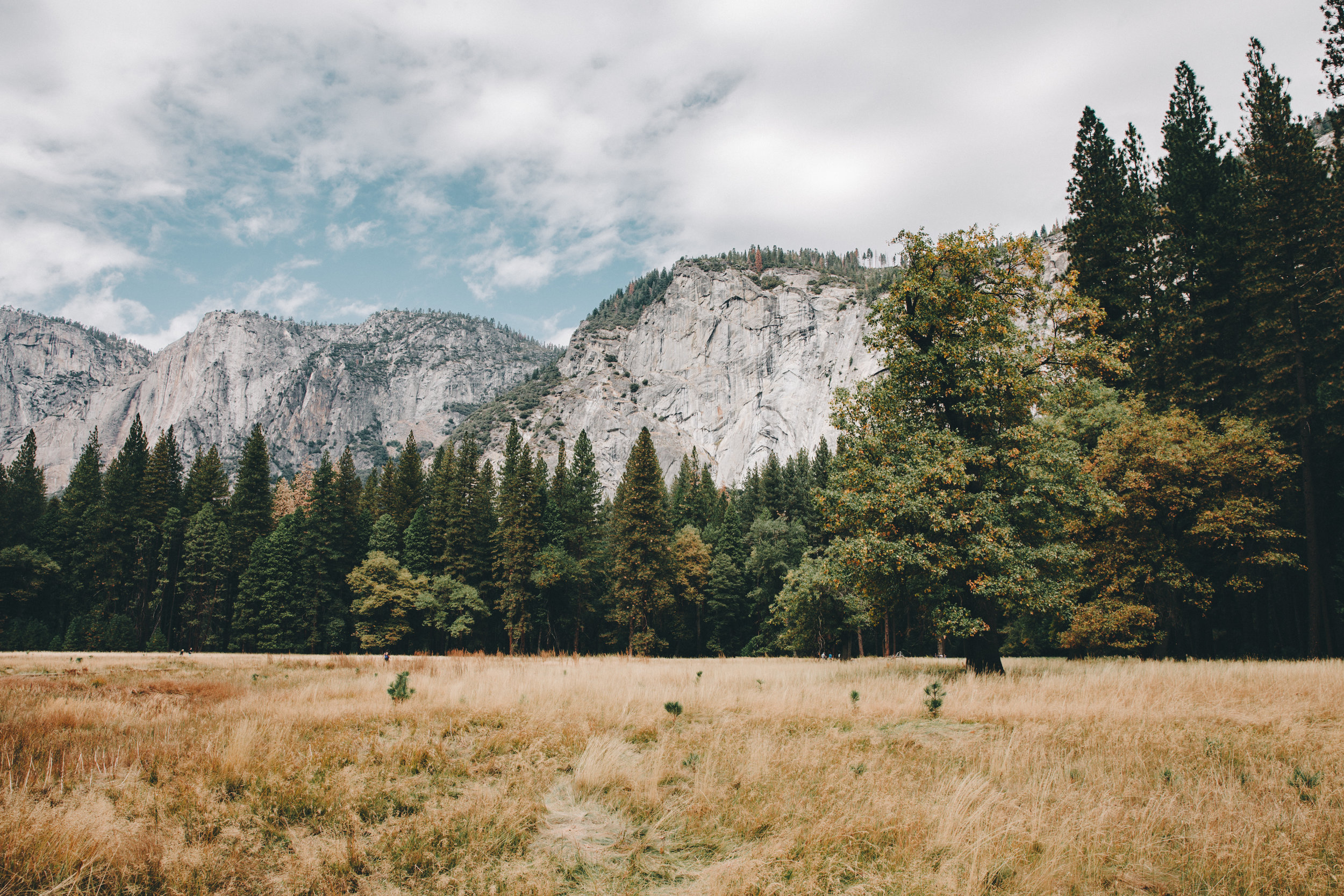Yosemite Meadows