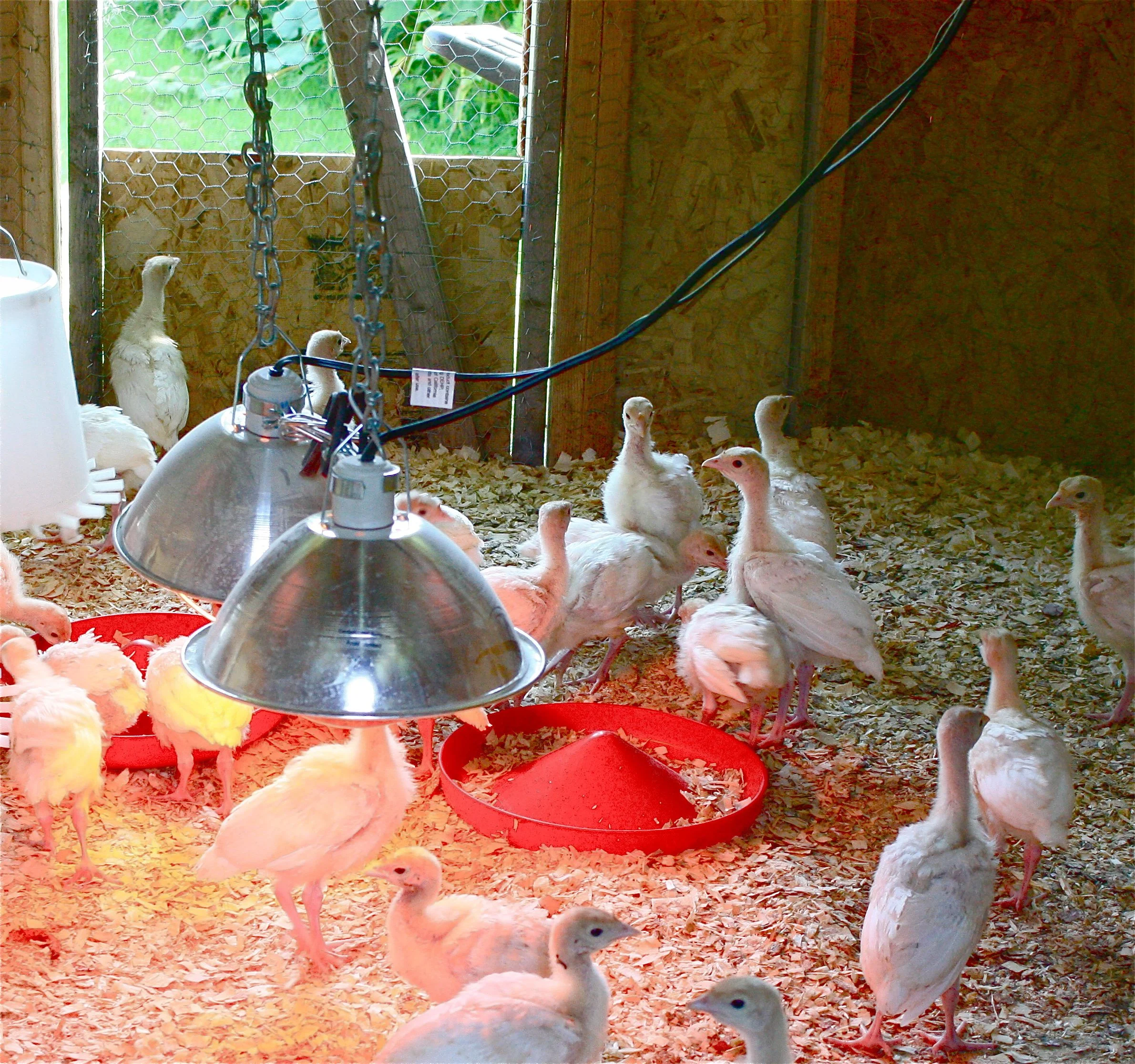 Turkey poults in July.
