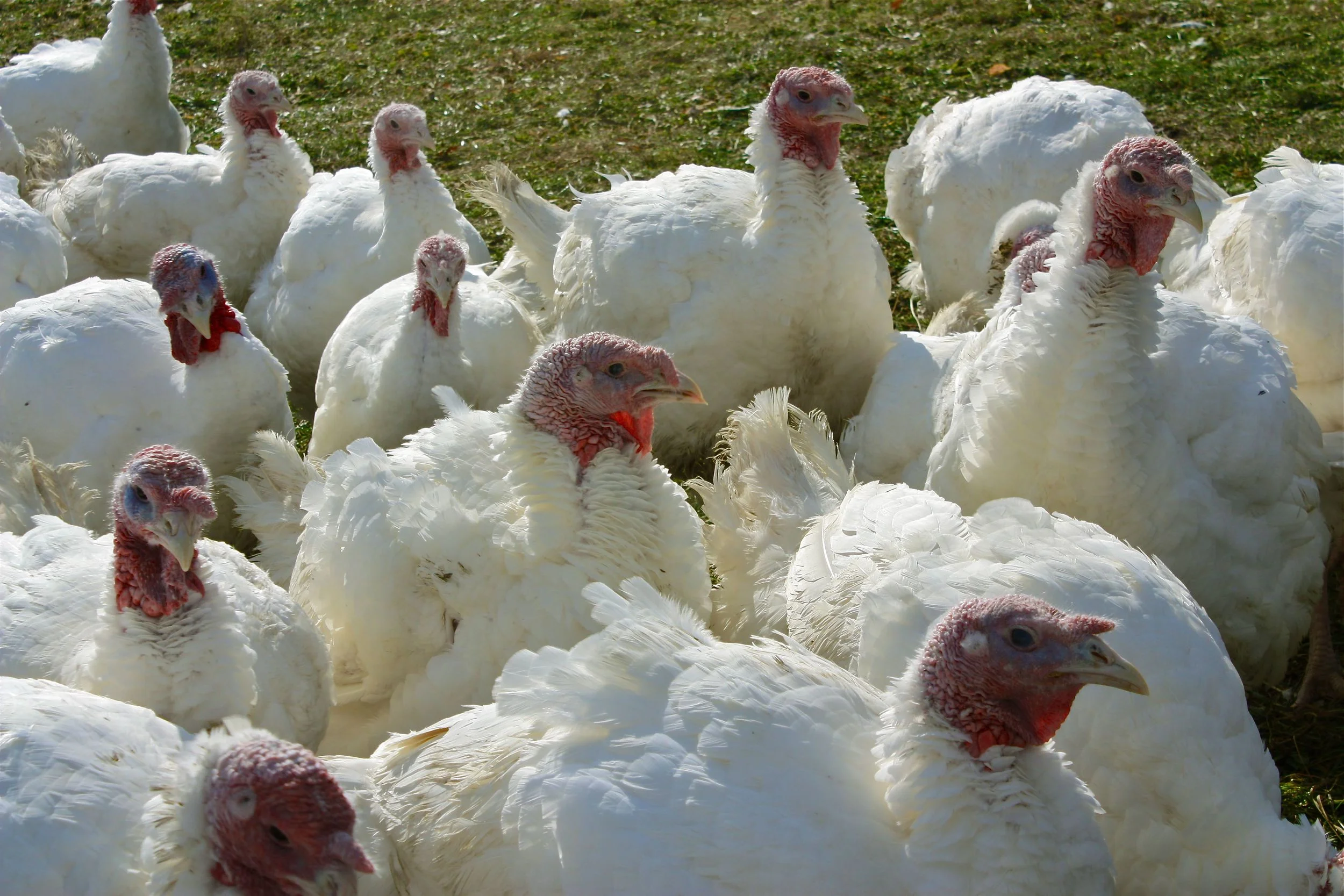It's only a matter of days before these guys take a trip to Root, NY for processing. 