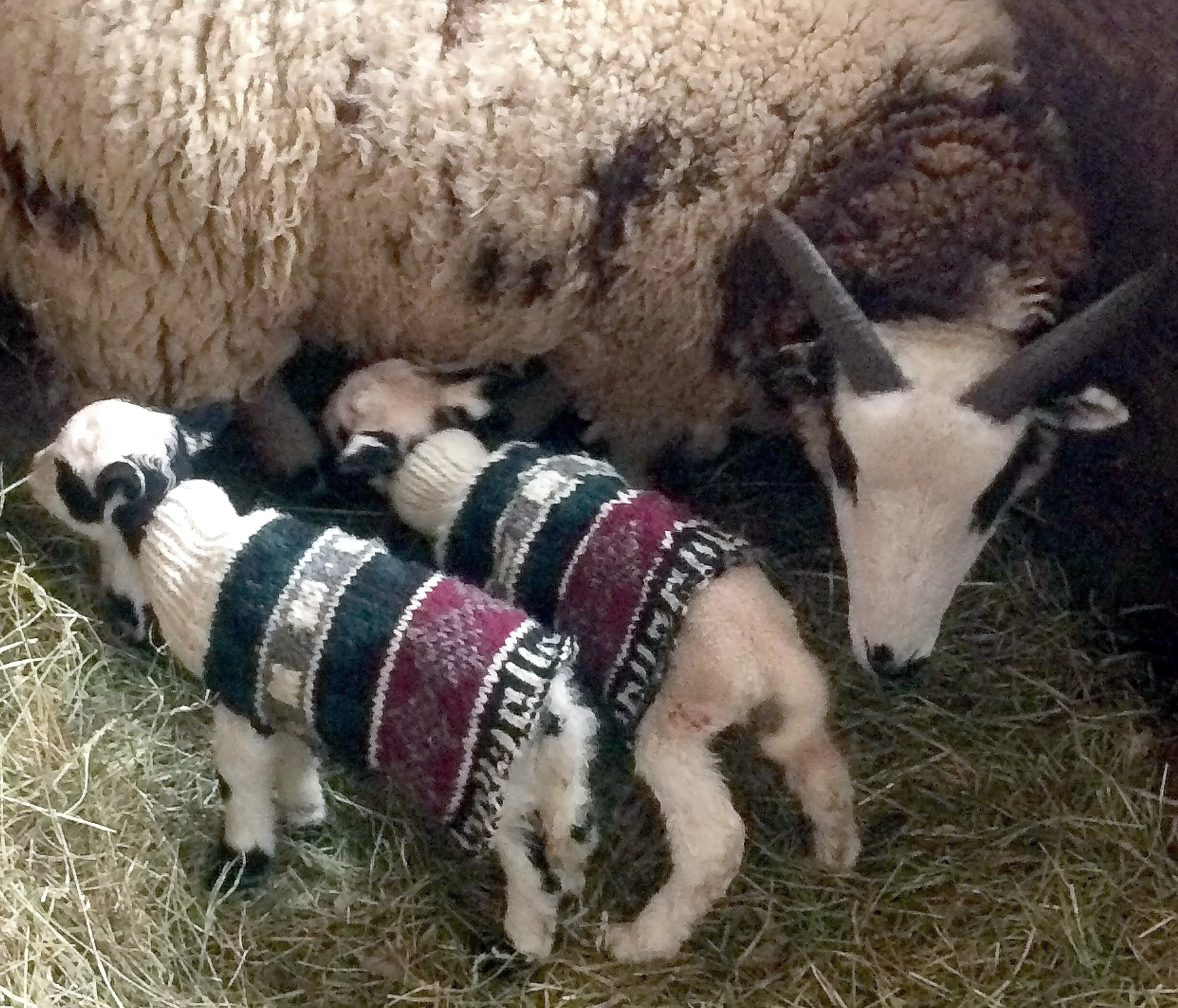 Lambs born during an extended cold spell needed a bit of extra help so CeCe cut down an old sweater to keep them warm.