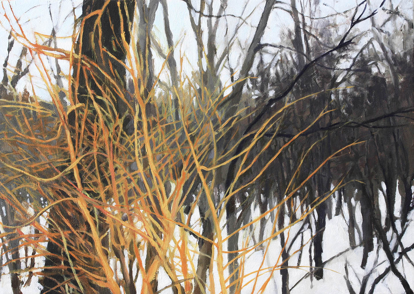 Yellow willows. ©Laura Shore 2015