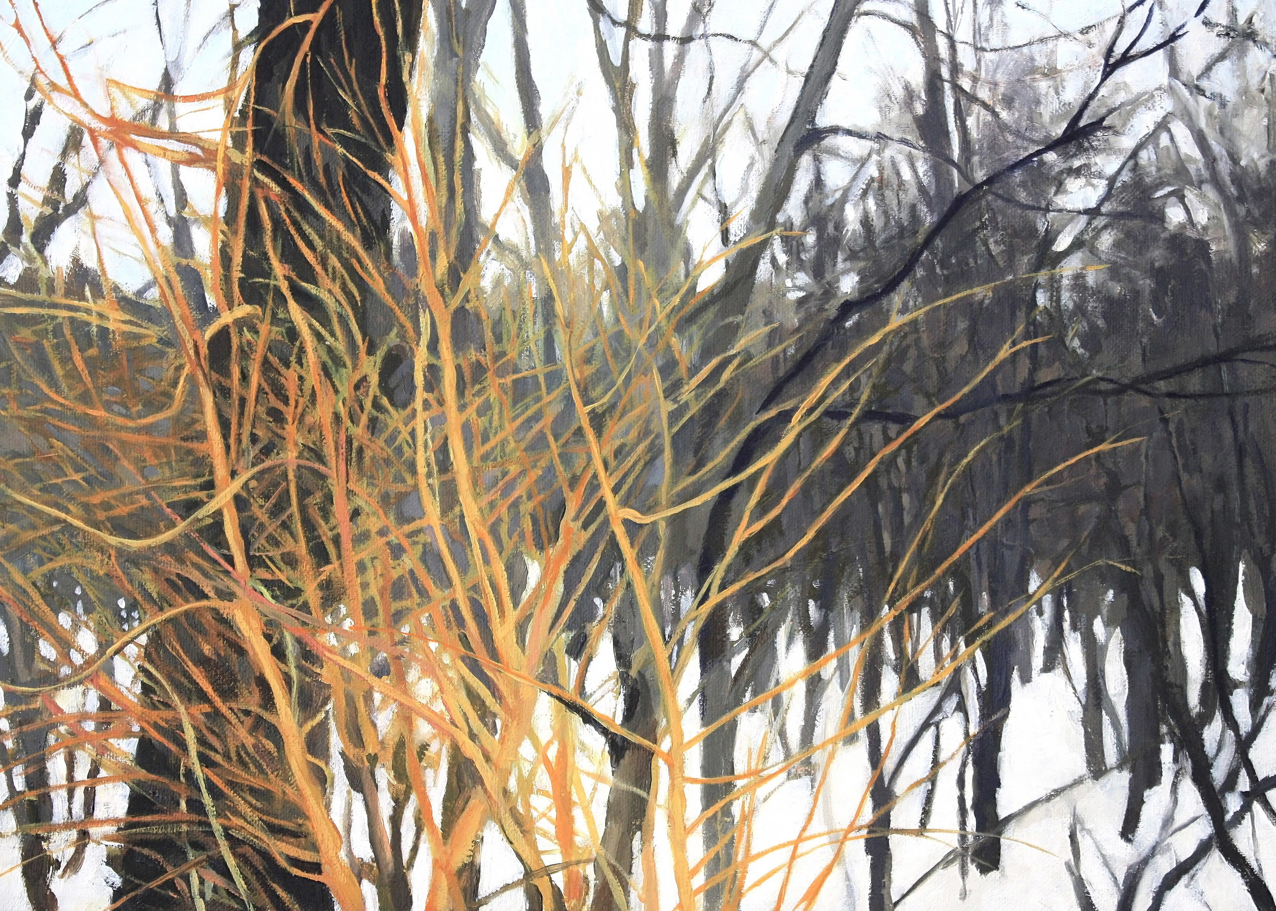 Willows in Snow.jpg