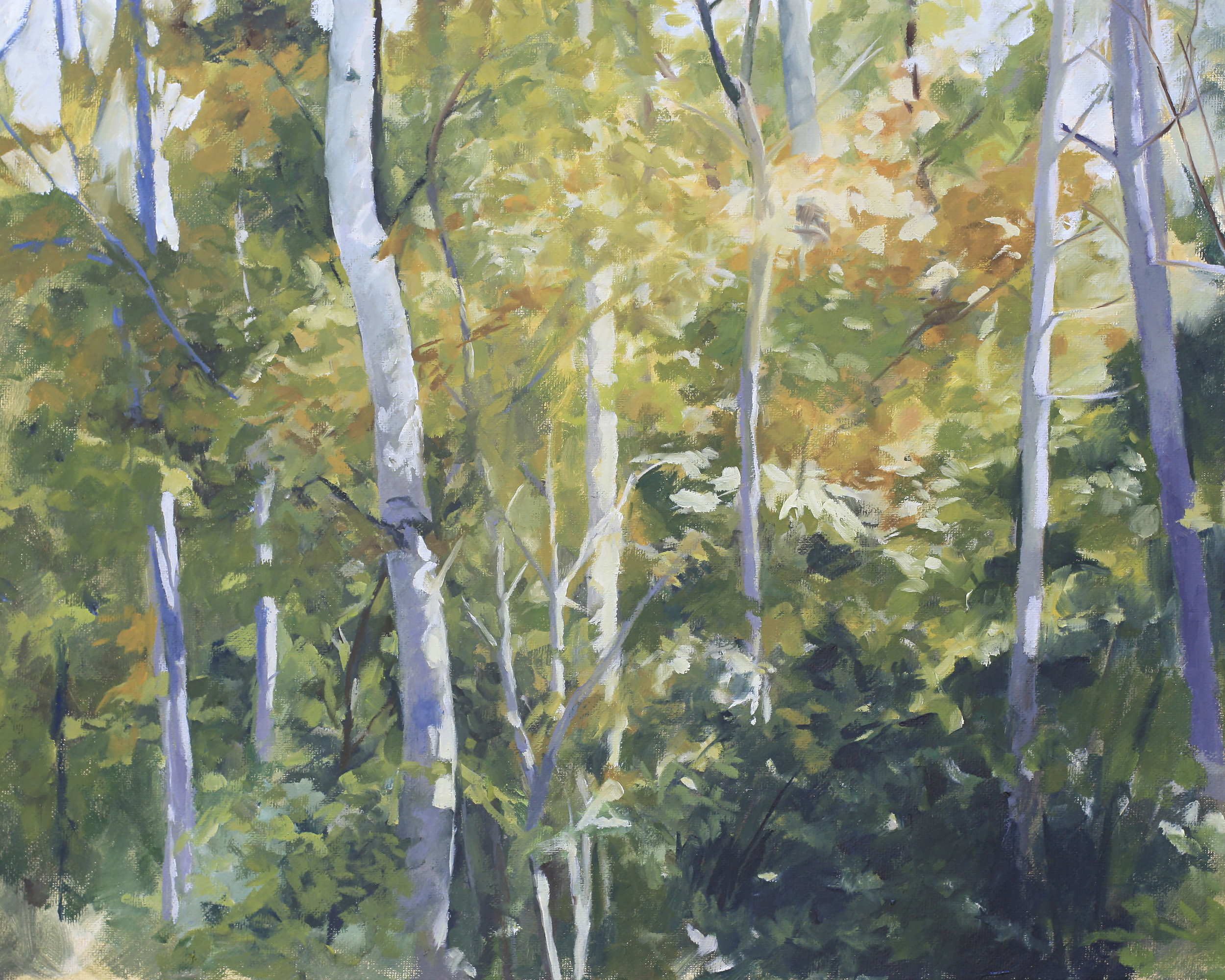 Aspens in Late Summer