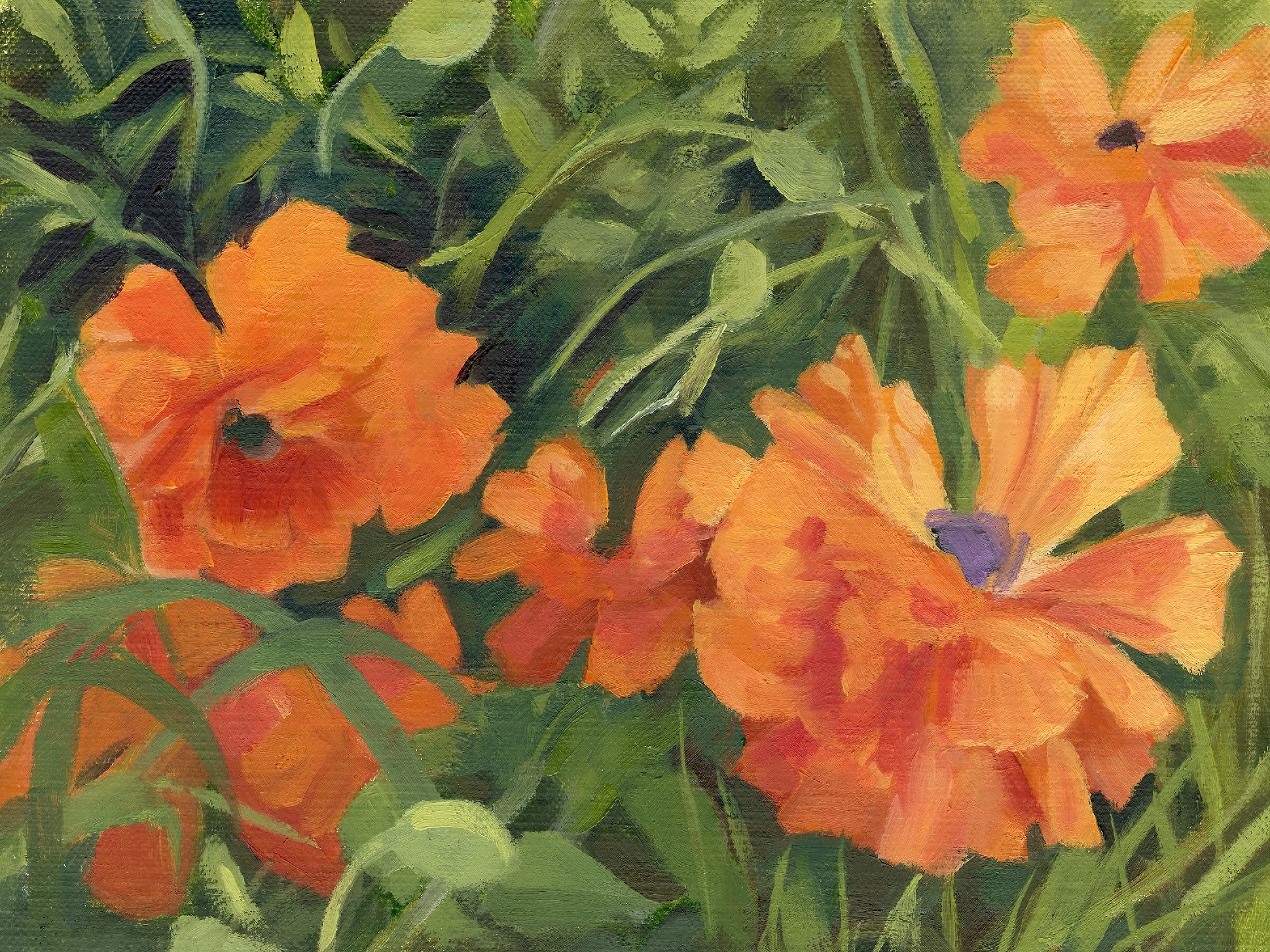 Field poppies. 8x6 oil painting on linen board. 2019