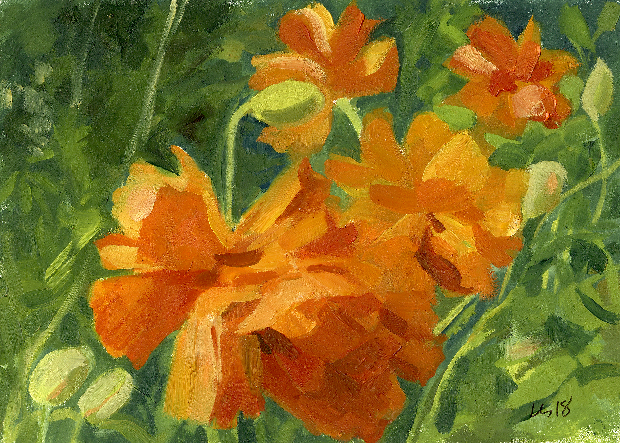 orange poppy-reference.jpg