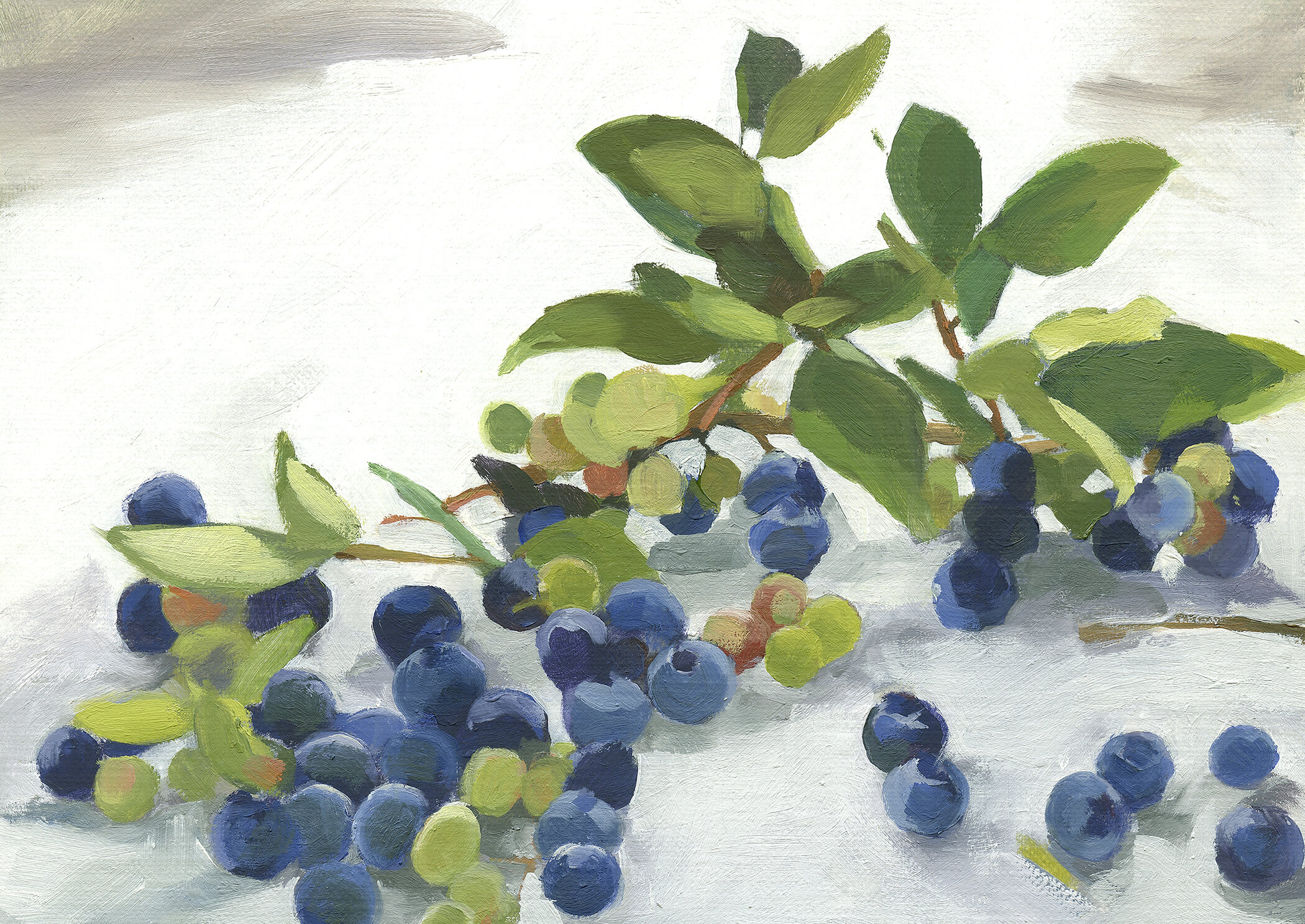 Just-picked Blueberries