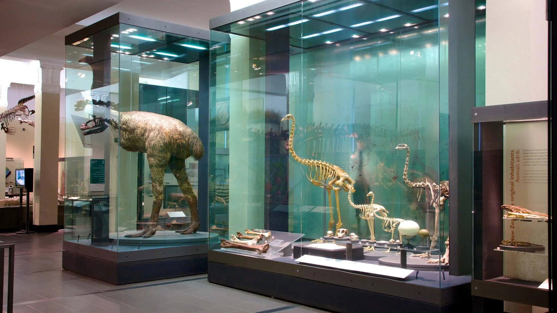 dinosaur-exhibits-auckland-museum-zamp5ga4q03ioubw.jpg