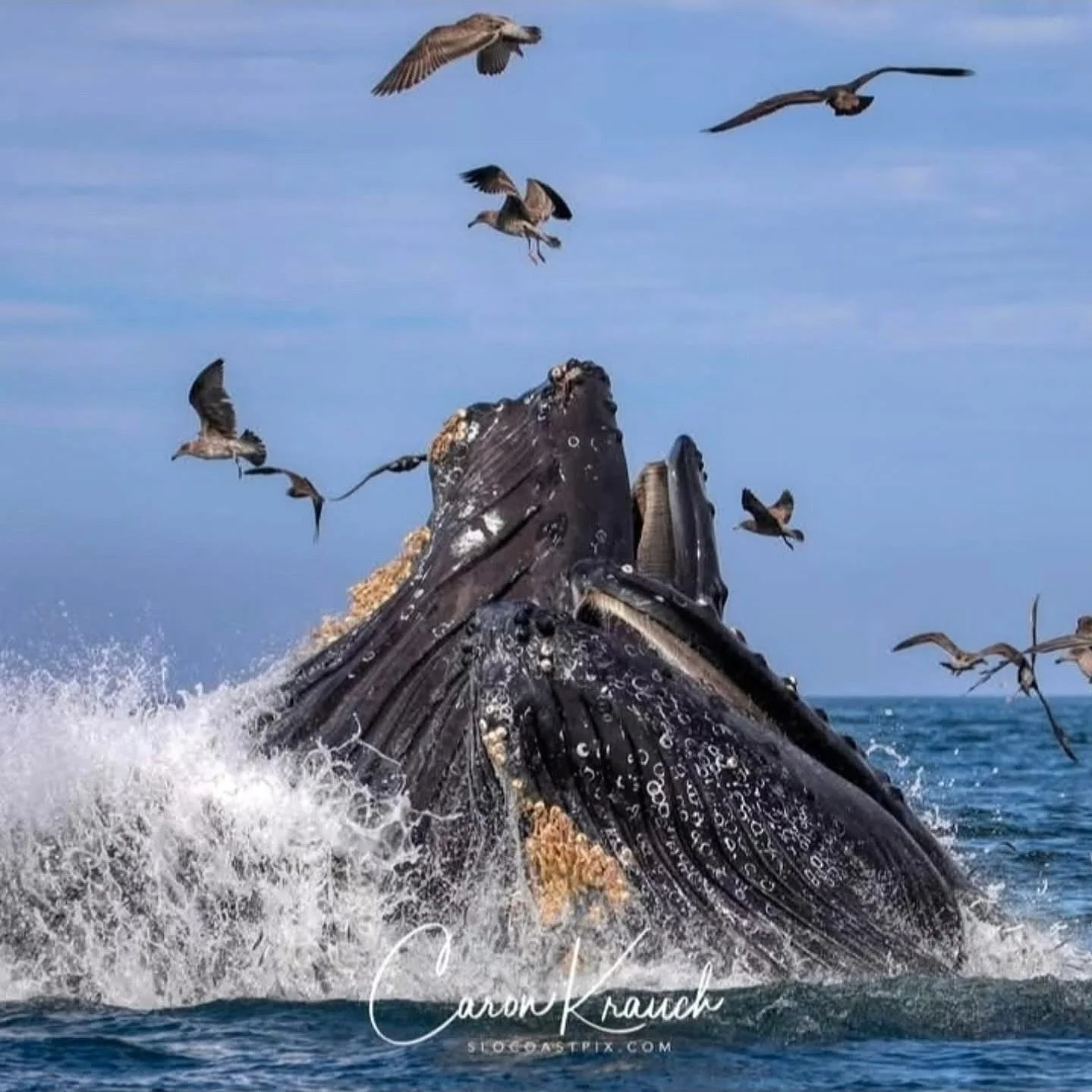 The perfect shot by @slocoastpix2421. The whales have finally arrived close to Pismo Beach shores.