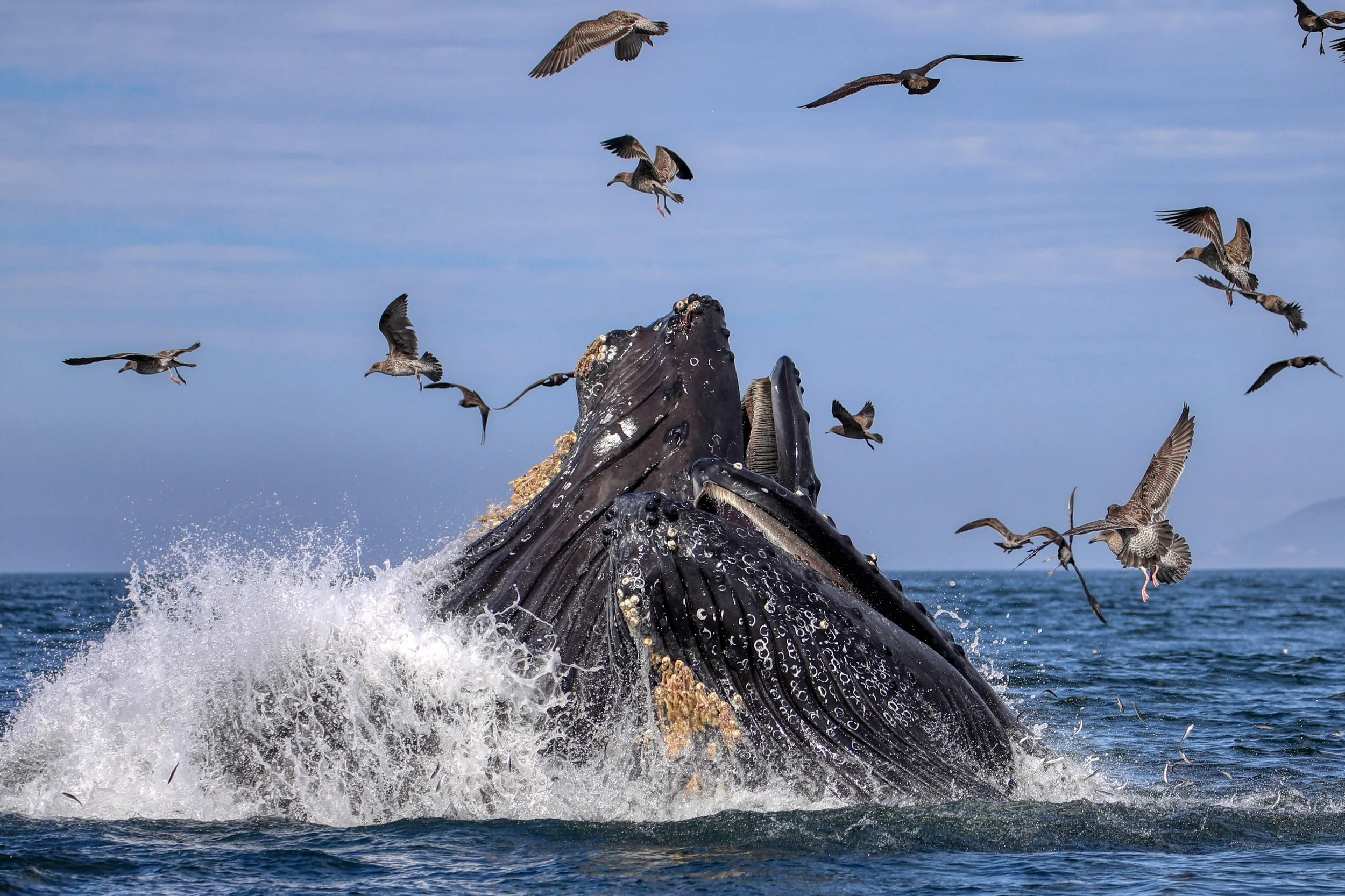 āSLO TOURS is the #1 activity in San Luis Obispo for boating adventures and unforgettable whale watching experiences!ā
