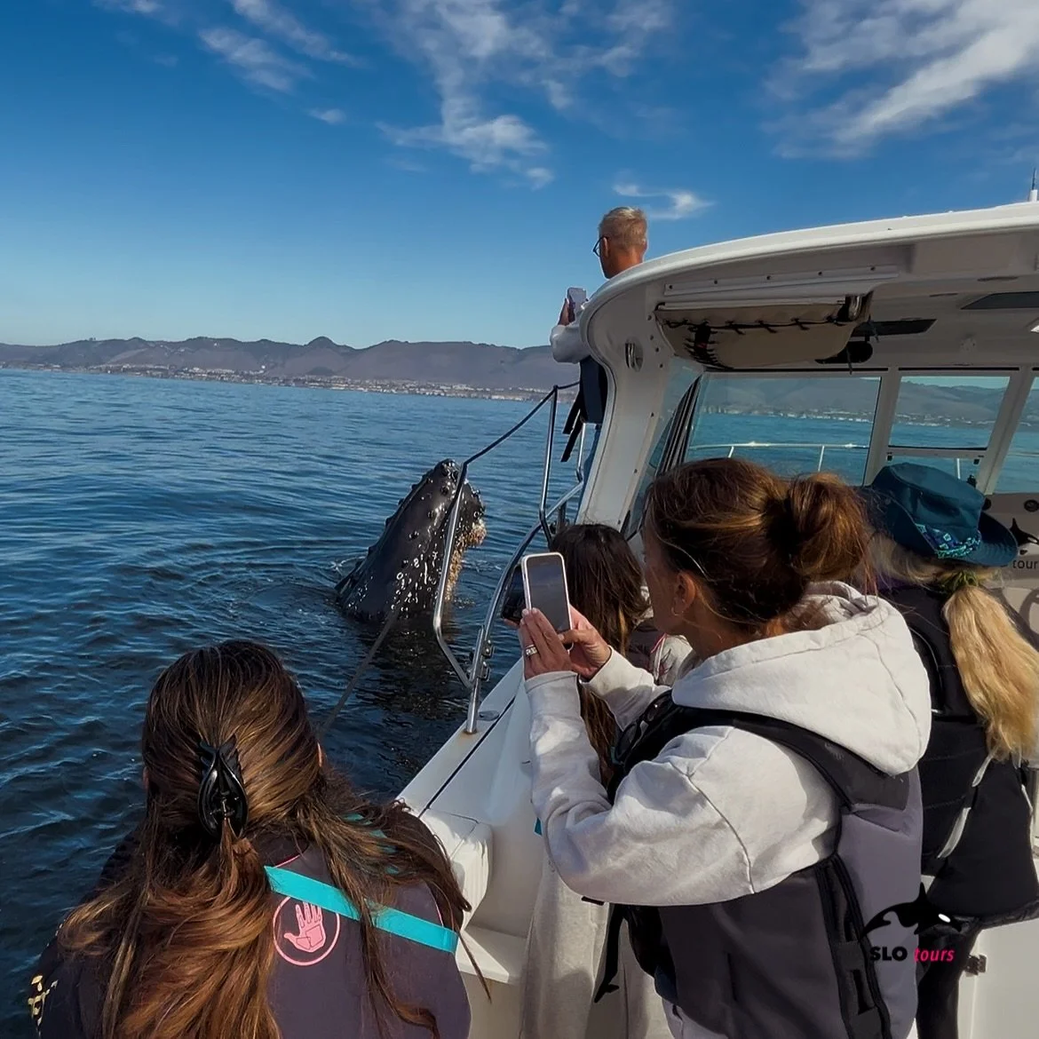 Out on the calm waters off Pismo Beach, a sudden shadow rose beneath the surface &mdash; and then, a massive humpback whale slowly lifted its head straight up beside the boat. The passengers gasped as its eye broke the surface, gazing curiously at th