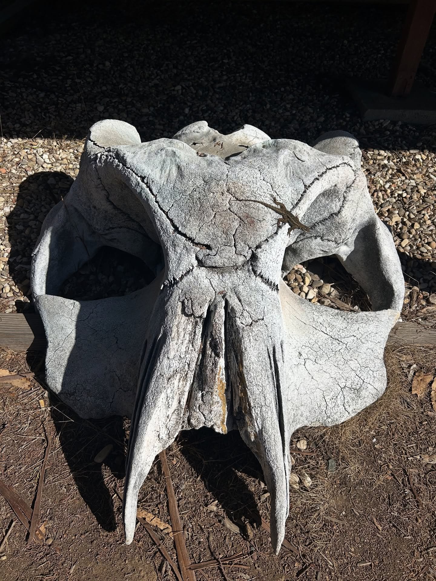 Old whaling history of the Central California coast, particularly San Simeon, which had an active whaling station in the 1800s.