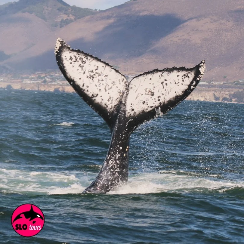 Diving to the depths with Pismo Beach as the backdrop.