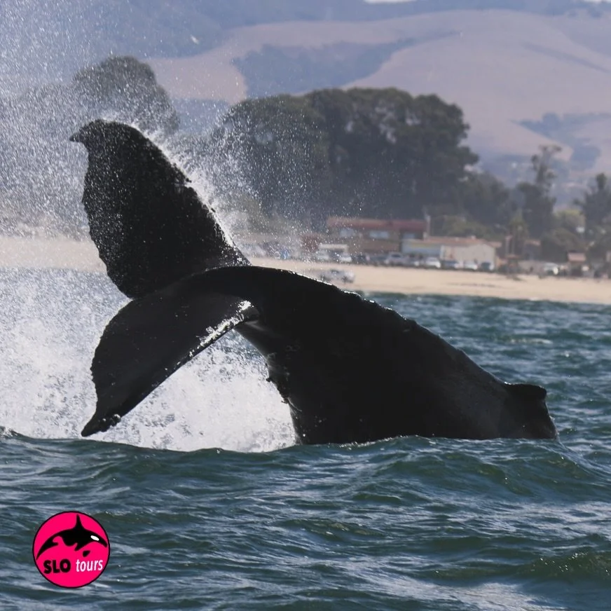 Who else loves seeing whale tails?