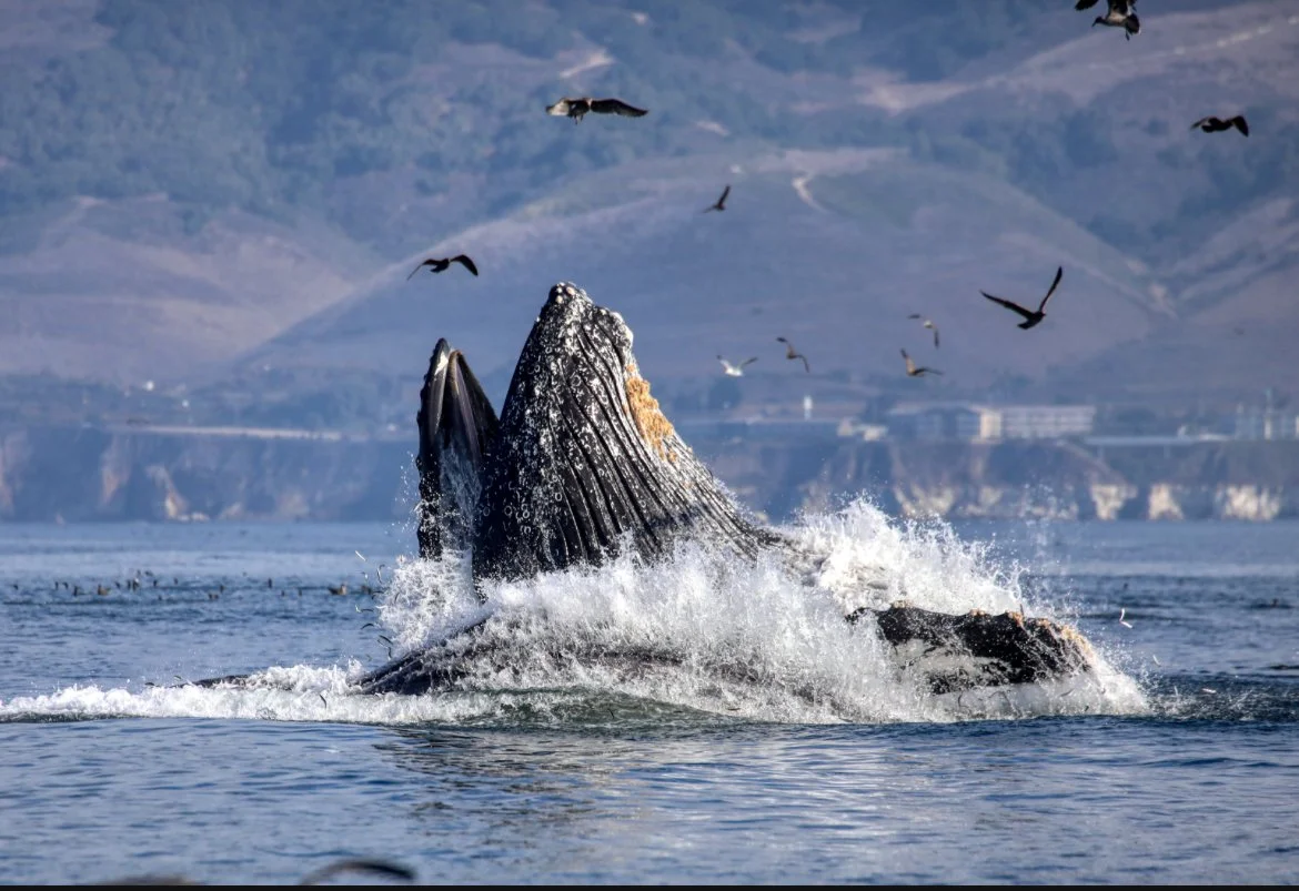 Pismo Beach Whale Watching Tours