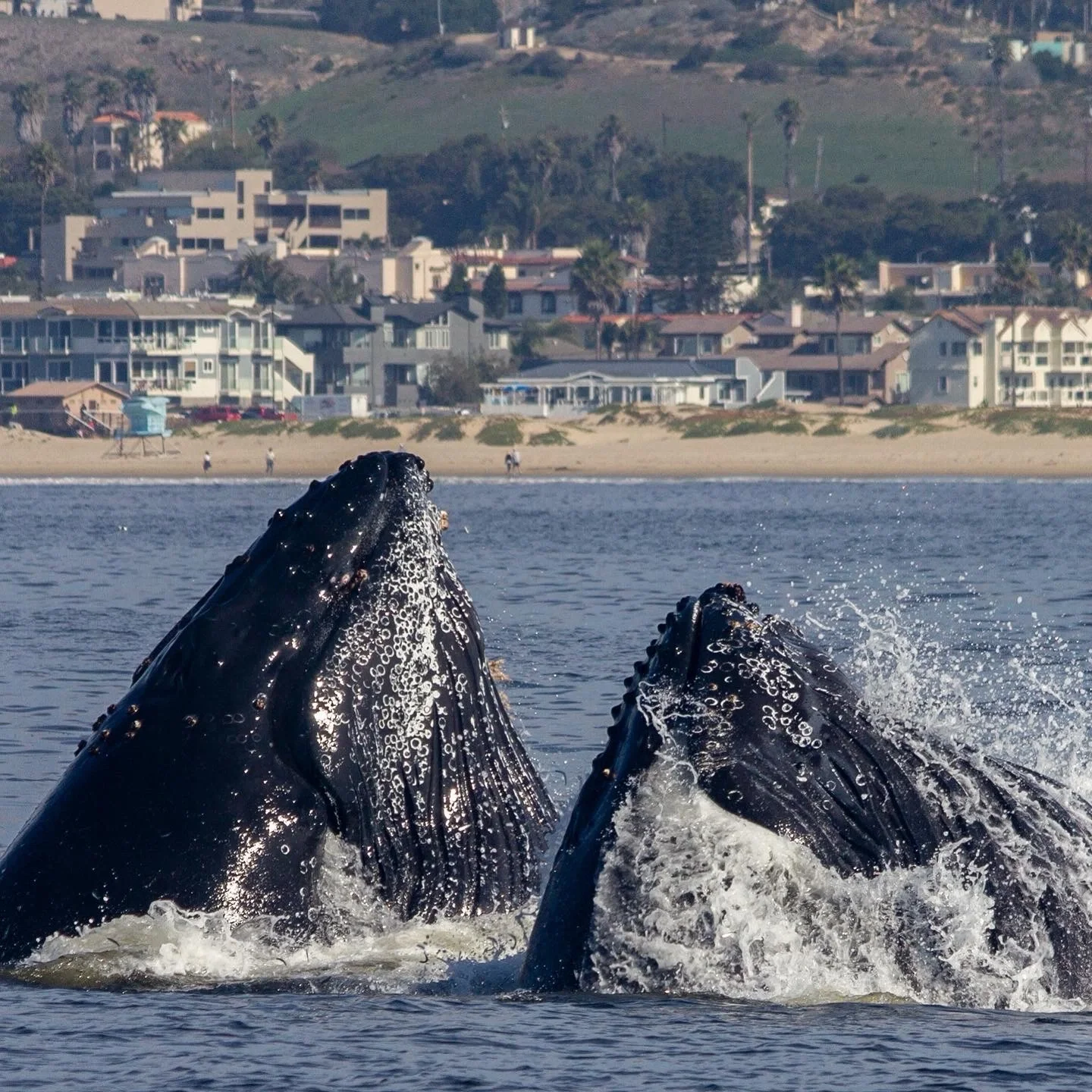 Pismo Whales.webp