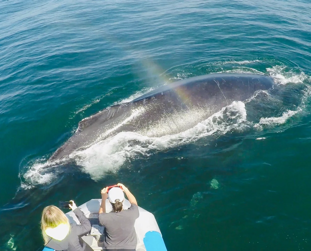 SLO tours Whales.webp