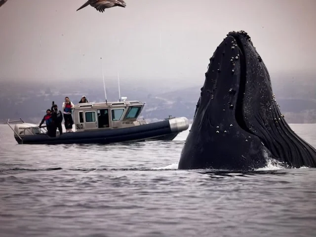 Humpback Whale Attack